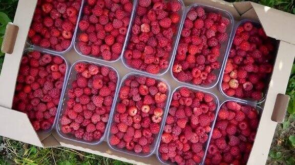 收割树莓成熟的树莓丛收获天然的有机浆果在农场里收集覆盆子