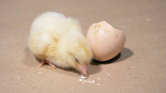 新生的鸡正在啄蛋壳