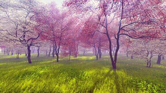 阳光下盛开的樱桃树
