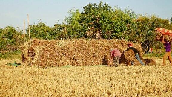 农民在干燥的田里堆放干草