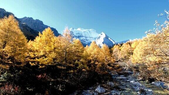 亚丁自然保护区秋天仙乃日神山的淘金松林