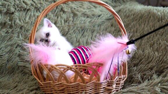 英国短毛小猫坐在篮子里在木棍上玩羽毛玩具