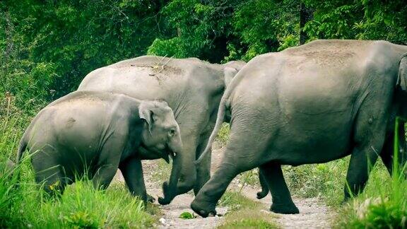 一大群大象正在穿越森林之路