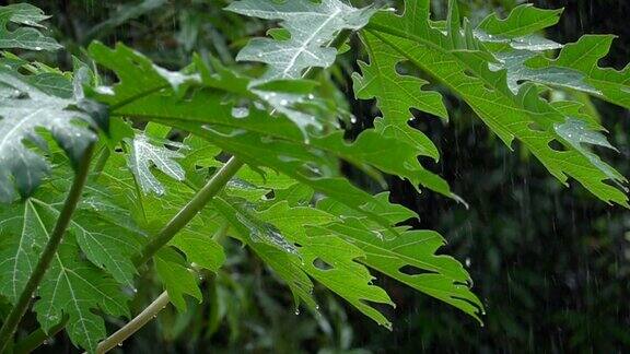 雨在绿树的映衬下缓慢的运动