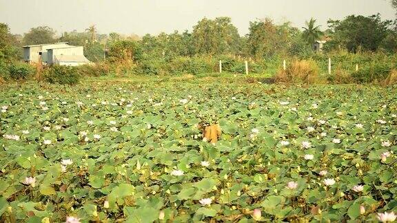 农民收集莲子荚(NelumboNucifera)