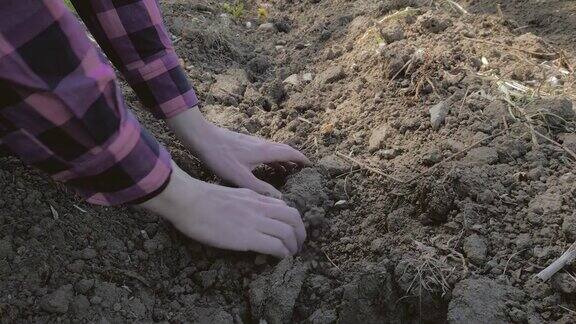 农夫用手捡干土壤