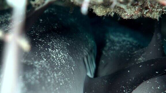 礁鲨水下背景下的惊人的珊瑚在马尔代夫海底
