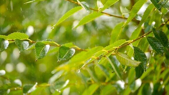 雨慢慢地落在绿叶上