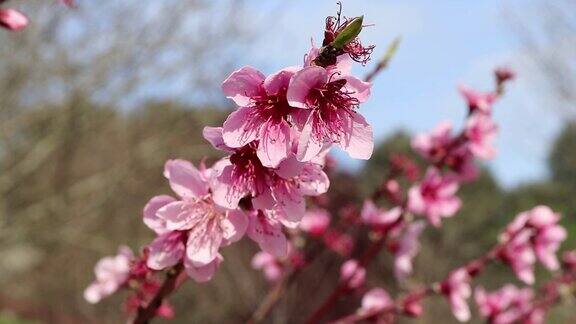 桃树上粉红色的春花在风中摇曳