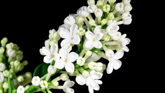 白花丁香枝盛开在时间流逝在一个黑色的背景美丽的芳香开放的花接近自然开花背景