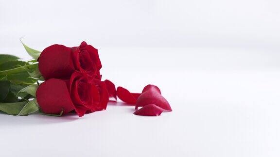 三朵花瓣落在白色背景上的红玫瑰慢动作