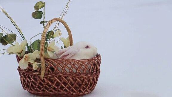 柳条篮子里面有复活节彩蛋鲜花和兔子
