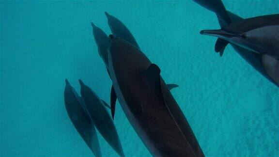 自由的海豚在深海中游泳