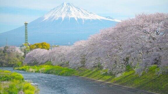 樱花盛开富士山盛开