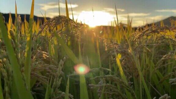 夕阳下饱满的麦穗随风摇摆特写