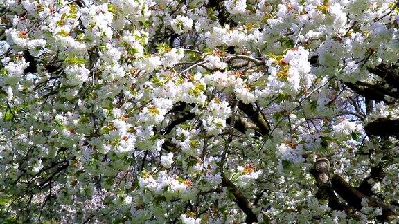 库肯霍夫公园里的樱花