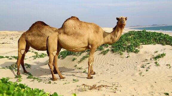 骆驼在海边吃东西