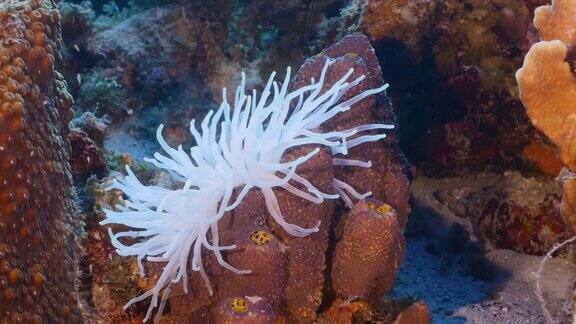 与漂白的海葵在绿松石水的珊瑚礁在加勒比海库拉索岛周围