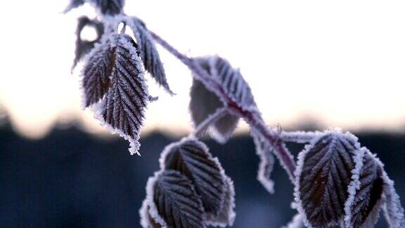 冬天冰冻的树莓树枝