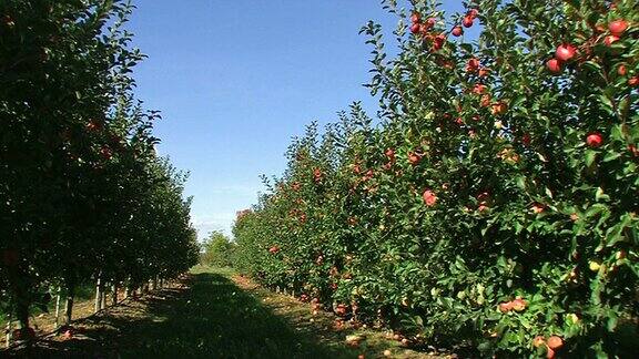 果园中的红苹果连作农业
