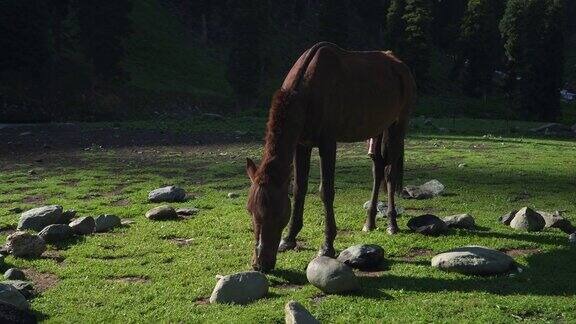 一匹马在绿色的草地上吃草
