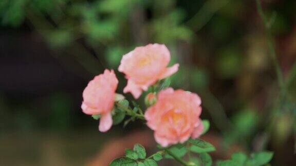 柔和的橙色玫瑰在树上浪漫的芭蕾舞裙