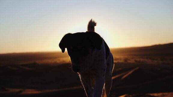 太阳落山时狗在沙丘上行走