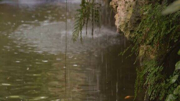 热带雨林中的绿色森林