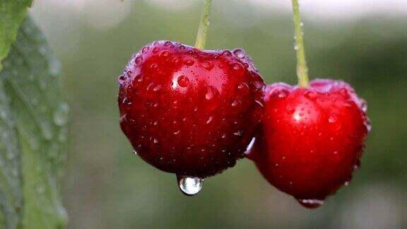 雨后孤独的一对樱桃