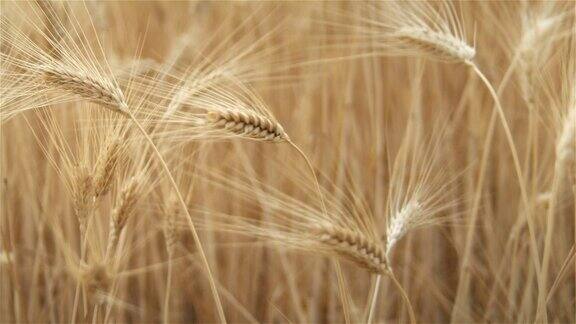 麦田里的麦子成熟了