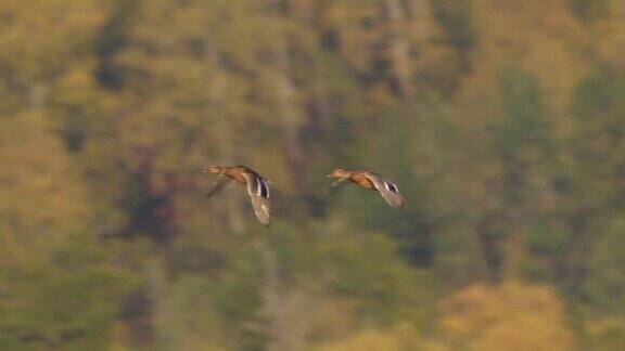 阿尔泰自然保护区野鸭飞行的慢镜头