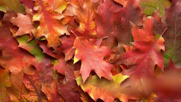 秋天色彩斑斓的树叶背景落叶