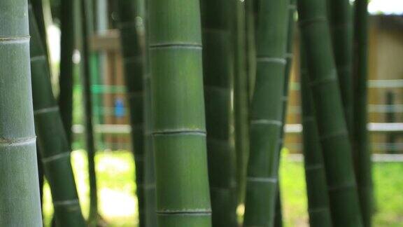 白天在美丽的竹林传统公园近景追踪