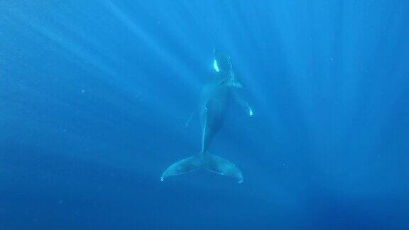 海洋中的座头鲸妈妈和幼鲸漂向阳光下的水下