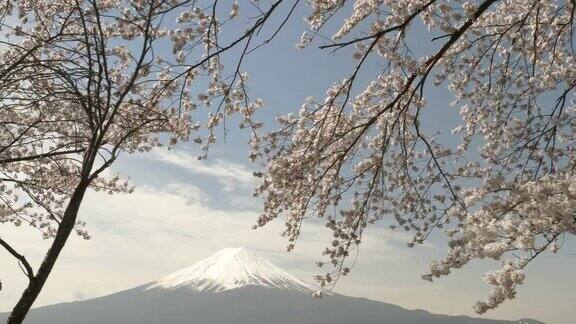 从川口町一棵大樱桃树后的富士山的万向节