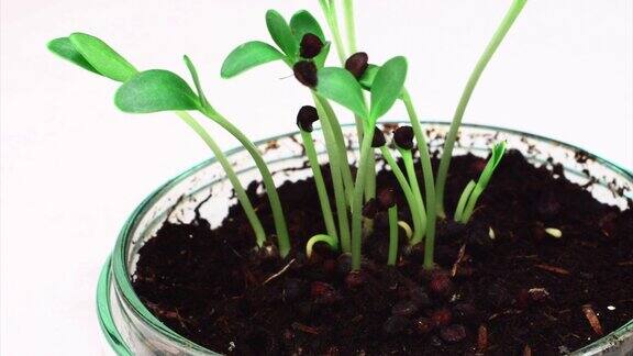 发芽:植物在培养皿中生长高清
