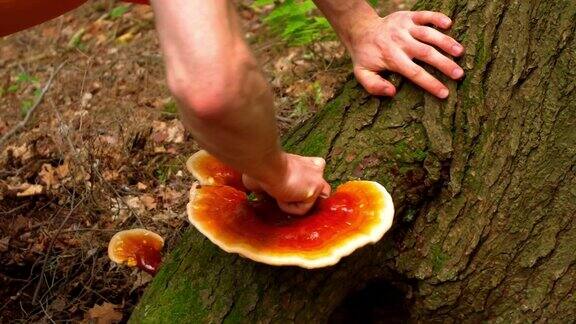 一名男子在铁杉林中采食灵芝蘑菇灵芝是一种珍贵的药用蘑菇因其增强免疫系统的特性而闻名