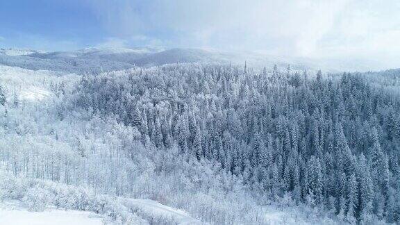 鸟瞰图上面覆盖着积雪的森林和美丽的山区景观在晴朗的冬日