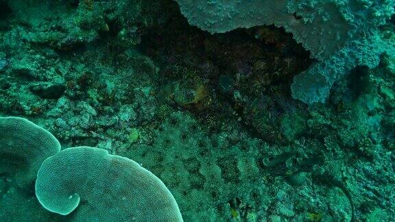 藏在珊瑚礁里的斑纹须鲨拉贾·安帕