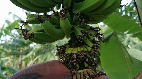 香蕉的手掌拉帕尔马岛上的香蕉种植园