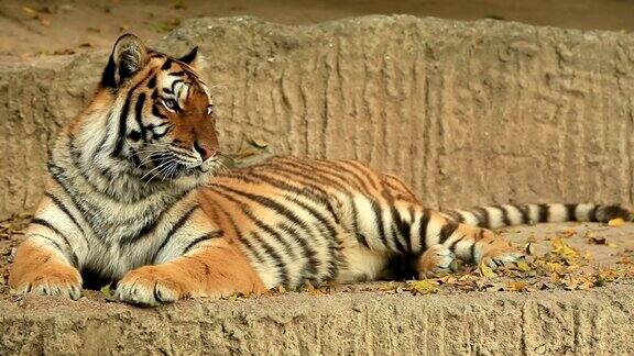正在休息的老虎