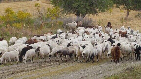 乡村牧羊羊群特写