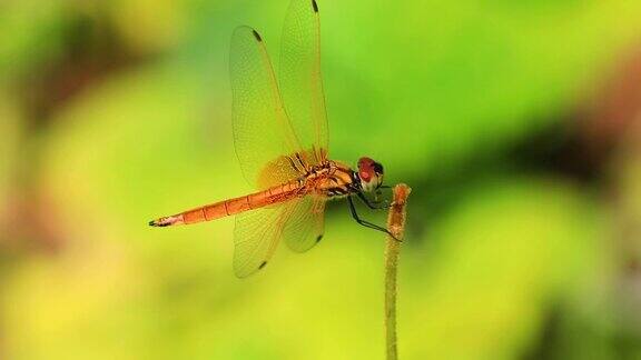 一只美丽的金红色蜻蜓在一株植物的茎干中栖息