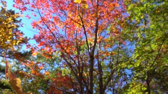 慢镜头特写黄色的落叶枫叶在秋天的树林里飘落