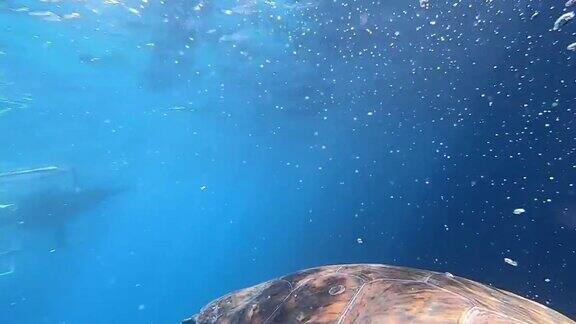 海龟在深蓝色的海里游泳