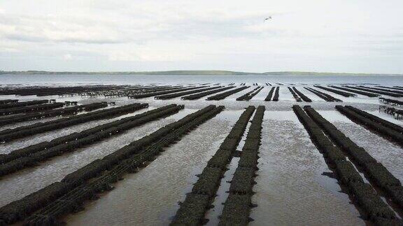 牡蛎养殖和牡蛎陷阱漂浮的网袋伍德斯敦海滩沃特福德爱尔兰