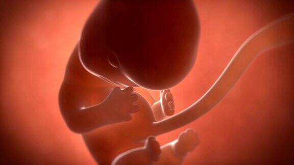 8周龄胚胎