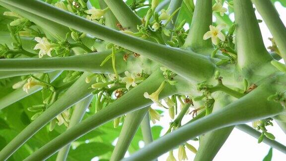 木瓜树上的木瓜花蕾花园里盛开的木瓜花