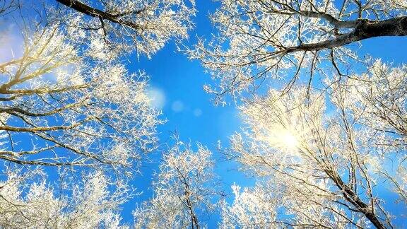 树梢上的雪映衬着深蓝色的天空