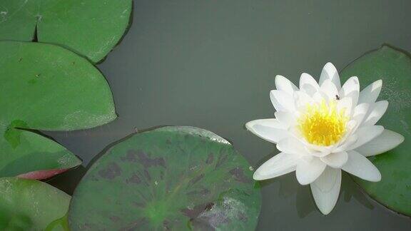 池塘里美丽的白色睡莲